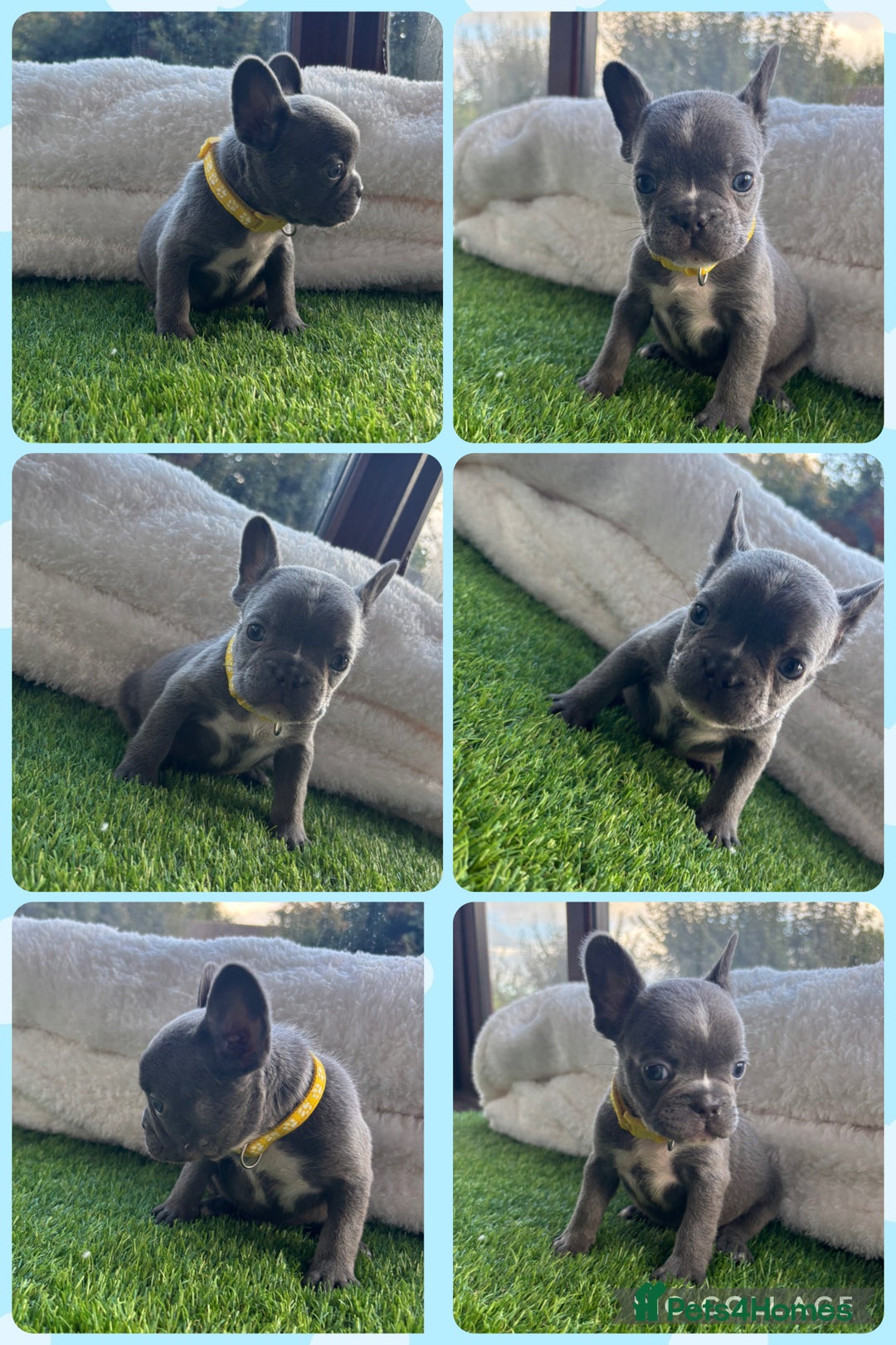 French Bulldog dogs for sale: 8 stunning french bull dogs  - Image 8