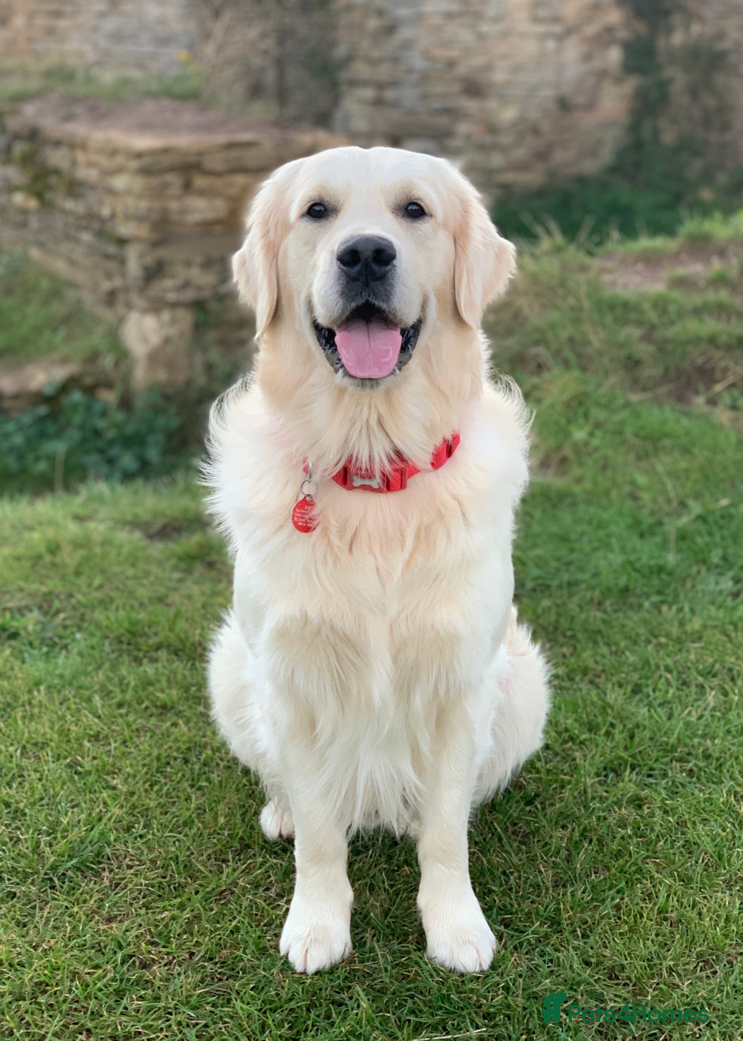 Golden Retriever dogs KC Reg, Health Tested, Crufts Qualified, Proven in Milton Keynes - Advert 3