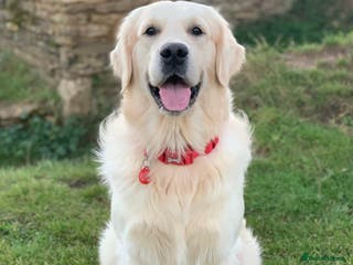 Golden Retriever dogs KC Reg, Health Tested, Crufts Qualified, Proven in Milton Keynes - Advert 13