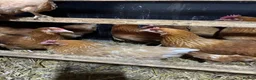 Hens poultry for sale: Point of lay fully vaccinated hybrid hens isa  - Advert 9