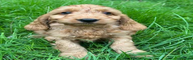 Cockapoo 7
