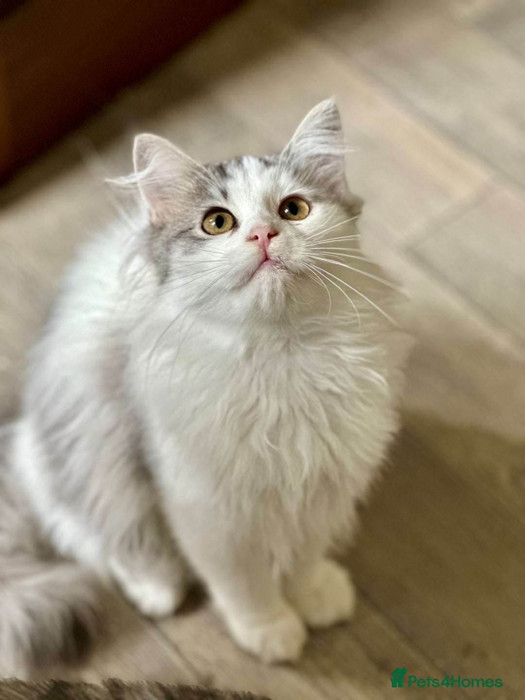 Siberian cats for sale: 2 Pedigree Siberian kittens hypoallergenic - ready - Advert 12