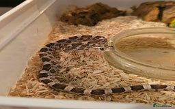 Corn Snake reptiles for sale: Anery corn snake 2024 - Image 4