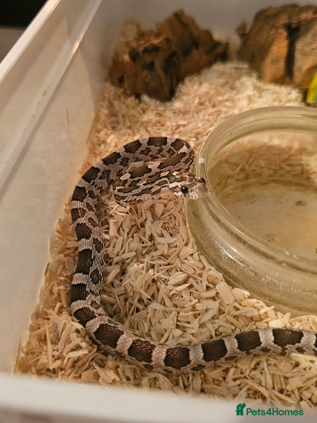 Corn Snake reptiles for sale: Anery corn snake 2024 - Image 4