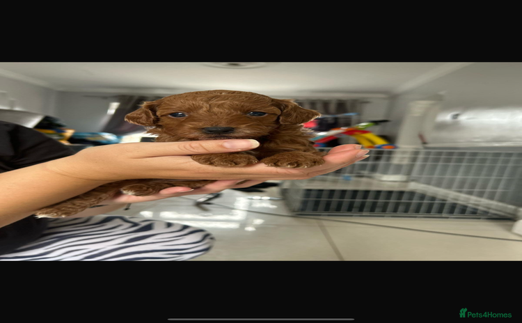 Cockapoo dogs - Advert 8