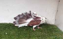 Pigeons birds for sale: Baby fantail pigeons - Image 5