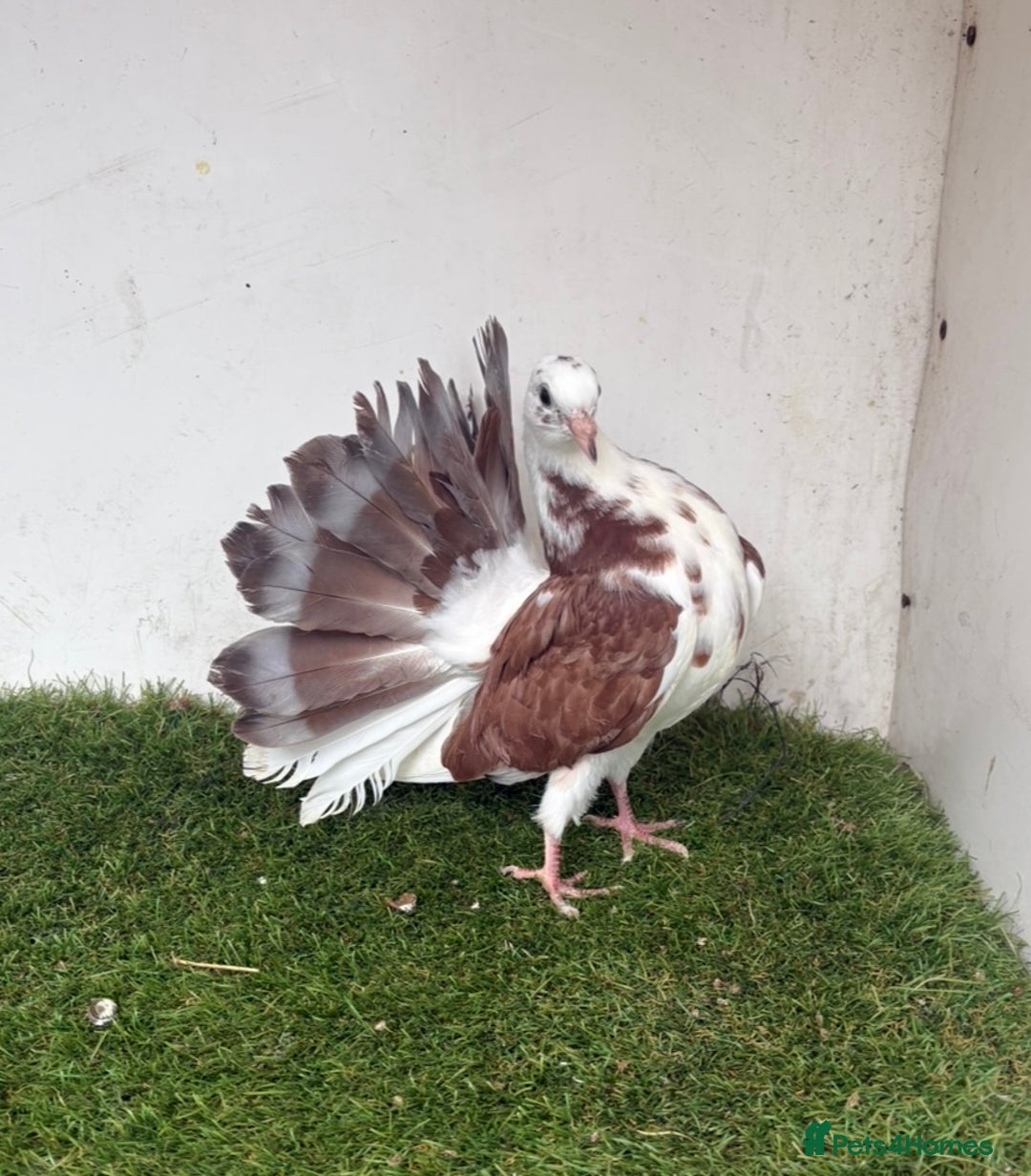 Pigeons birds for sale: Baby fantail pigeons - Image 5