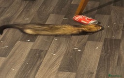 Ferret rodents for sale: Male ferret  - Image 2