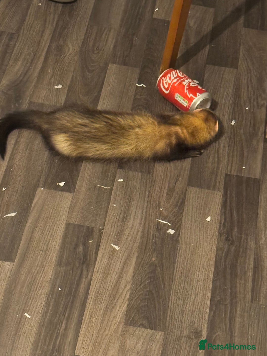 Ferret rodents for sale: Male ferret  - Image 2