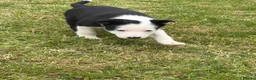 Border Collie dogs for sale: ⭐️BORDER COLLIE PUPS⭐️ READY TO GO - Advert 26