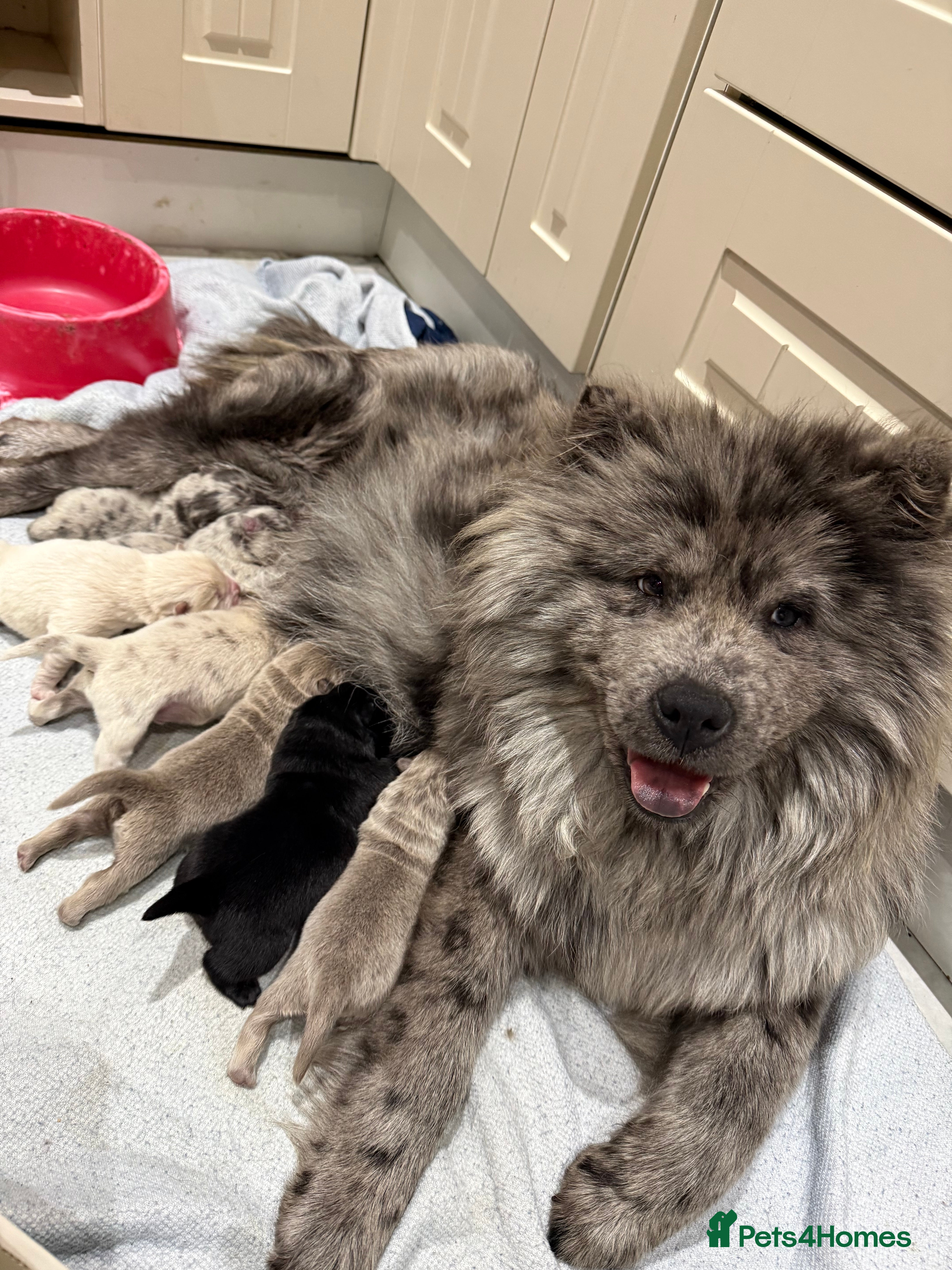 Chow Chow dogs Chow chow puppies  - Advert 1