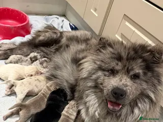 Chow Chow dogs Chow chow puppies - Advert 2