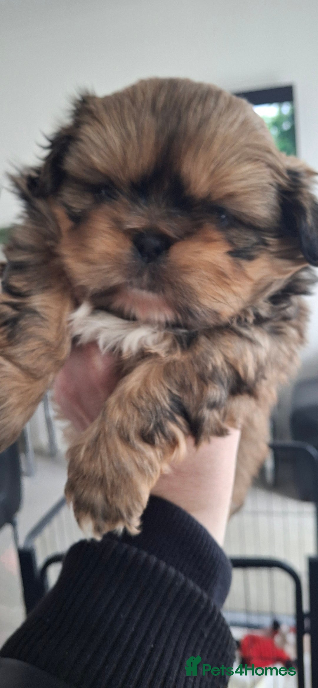 Shih Tzu dogs for sale: Full bred shih tzu 2 boys - Advert 5