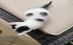 Mixed Breed cats for sale: Mixed fluffy kittens  - Image 9