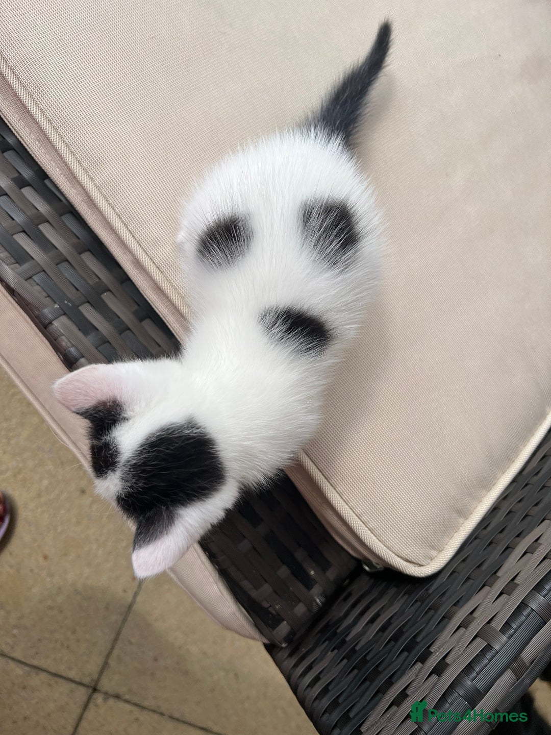Mixed Breed cats for sale: Mixed fluffy kittens  - Image 9