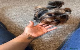 Yorkshire Terrier dogs for sale: Yorkshire terrier 1 year old  - Image 2