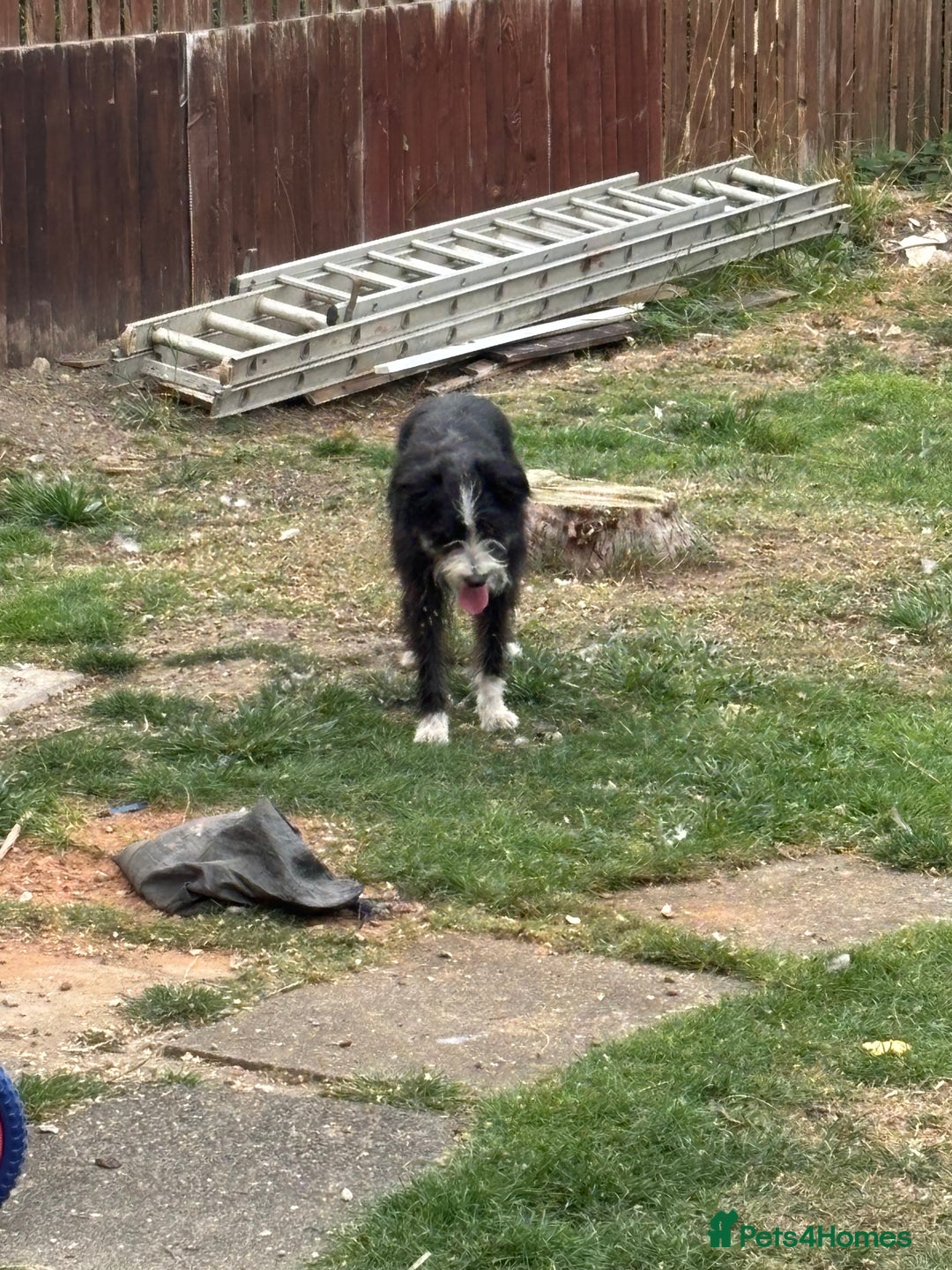 Mixed Breed dogs for sale: 18 month old bearded collie bitch - Image 2