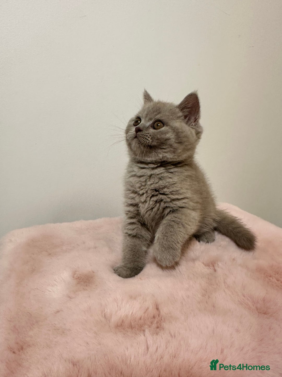 British Shorthair cats for sale: British Shorthair Chunky Chocolate Kittens🐻 - Advert 22