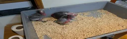 Cockatoo birds for sale: Hand-Raised cockatoo Galah Baby Parrot - Advert 10