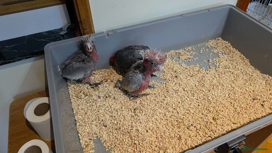 Cockatoo birds for sale: Hand-Raised cockatoo Galah Baby Parrot - Advert 10