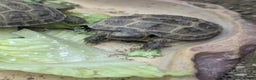 Tortoise reptiles for sale: Marginated tortoises - Advert 2