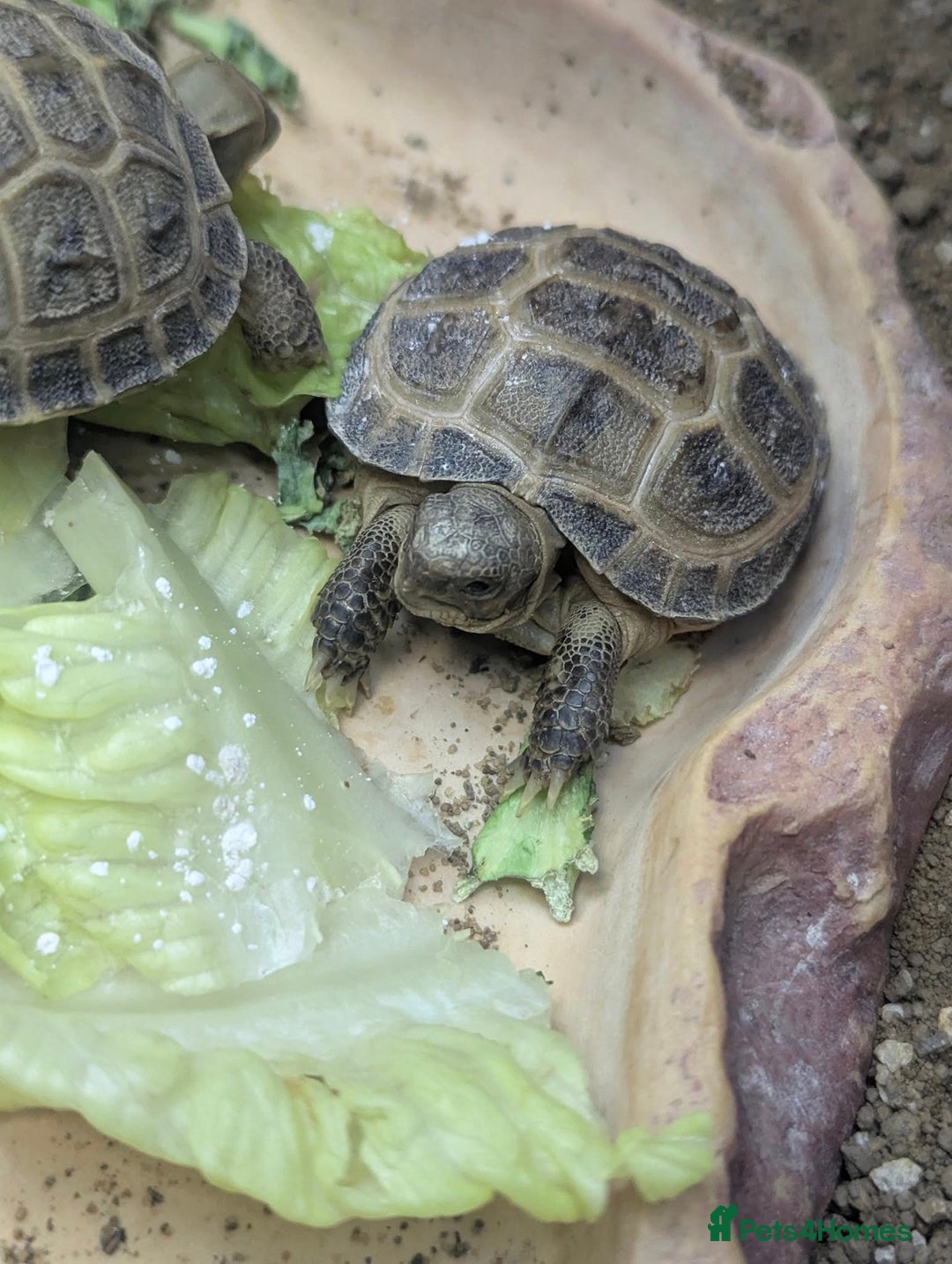 Tortoise reptiles for sale: Horsefield tortoises - Image 2