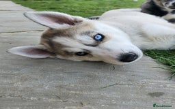 Siberian Husky dogs for sale: Stunning Pure siberian husky pups - Image 13