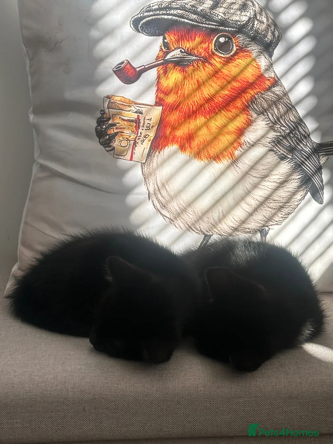 Domestic Shorthair cats for sale: 2 black kittens 1 male 1 female ready now! in Exeter - Advert 2
