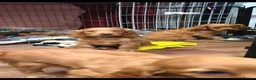 Cocker Spaniel dogs for sale: Beautiful Cocker Spaniels  - Advert 19