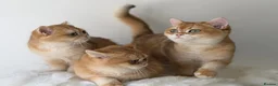 British Shorthair cats for sale: British Shorthair Golden kittens  - Advert 20