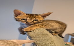 Savannah cats for sale: Savannah F6 kittens *Last one Left* - Image 13