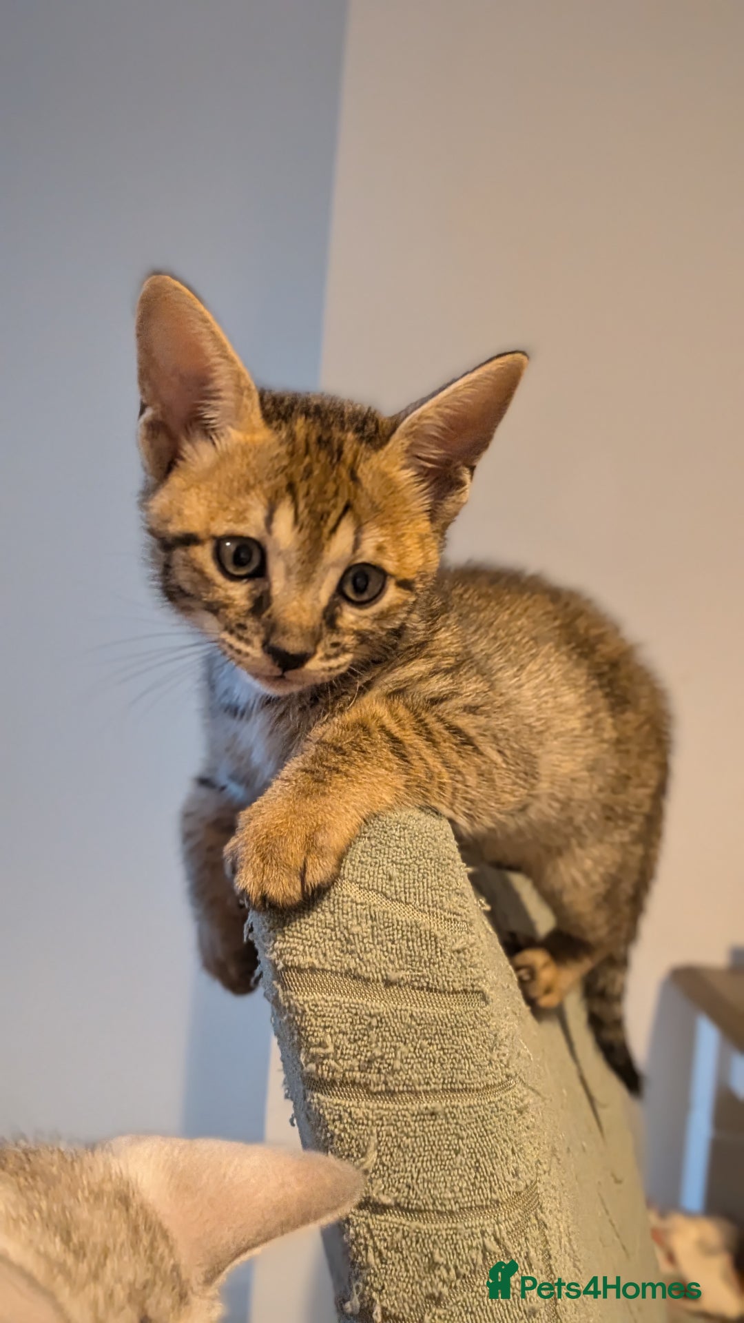Savannah cats for sale: Savannah F6 kittens *Last one Left* - Image 13