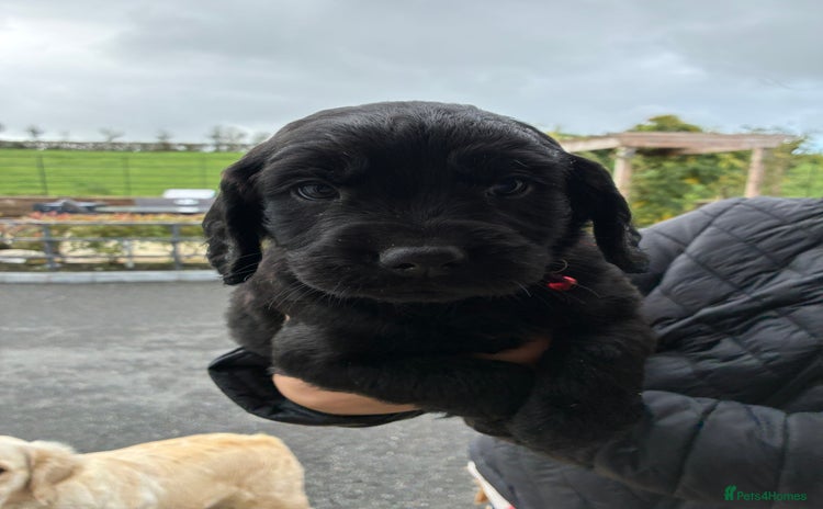 Mixed Breed dogs - Advert 3