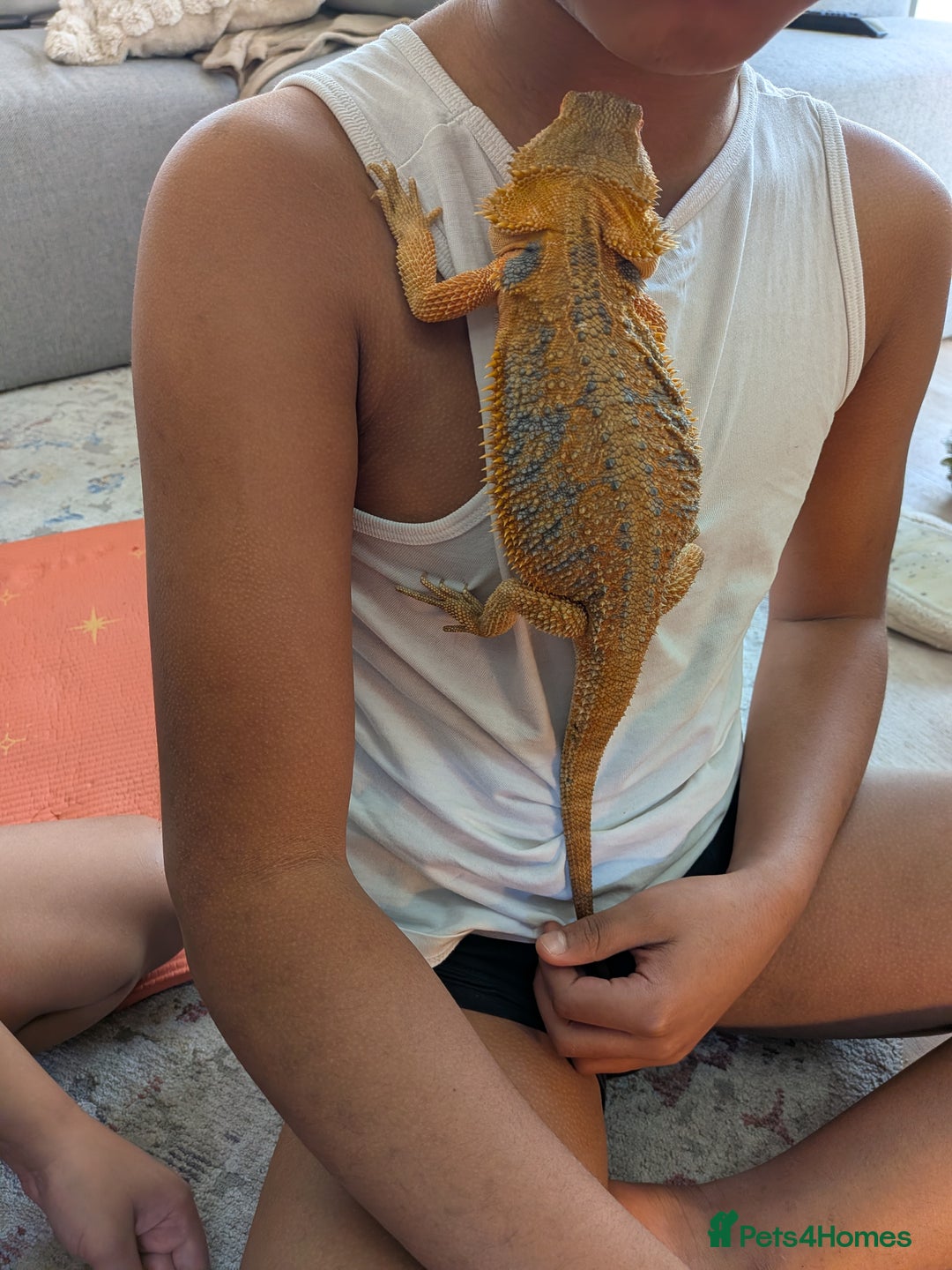 Bearded Dragon reptiles for sale: Beardie  - Advert 2