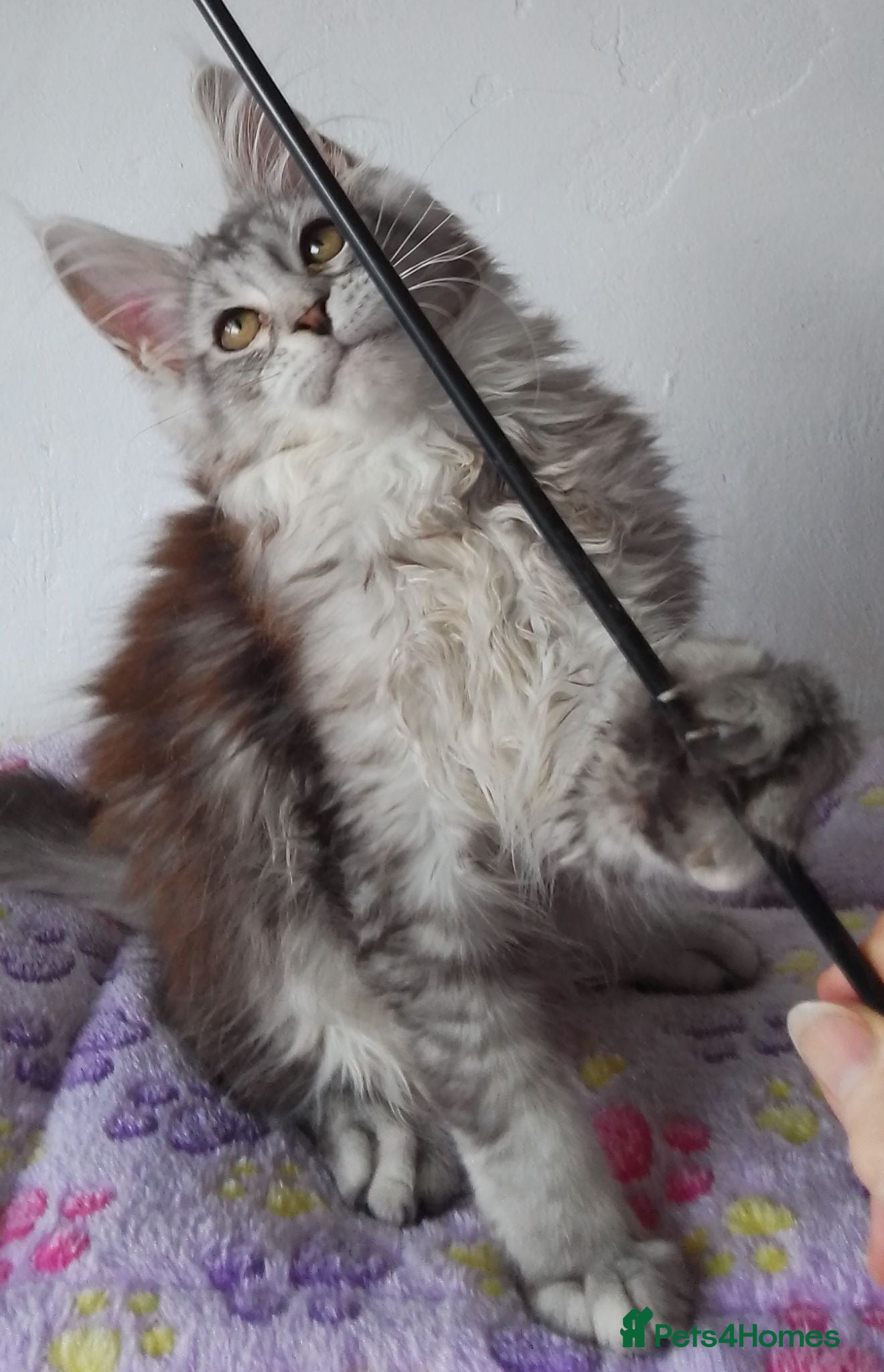 Maine Coon cats Gorgeous TICA silver Euro poly/non poly Active/pet - Advert 1