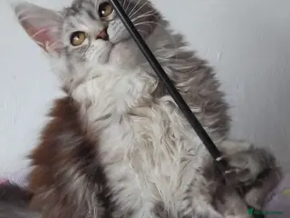 Maine Coon cats Gorgeous TICA silver Euro poly/non poly Active/pet - Advert 1
