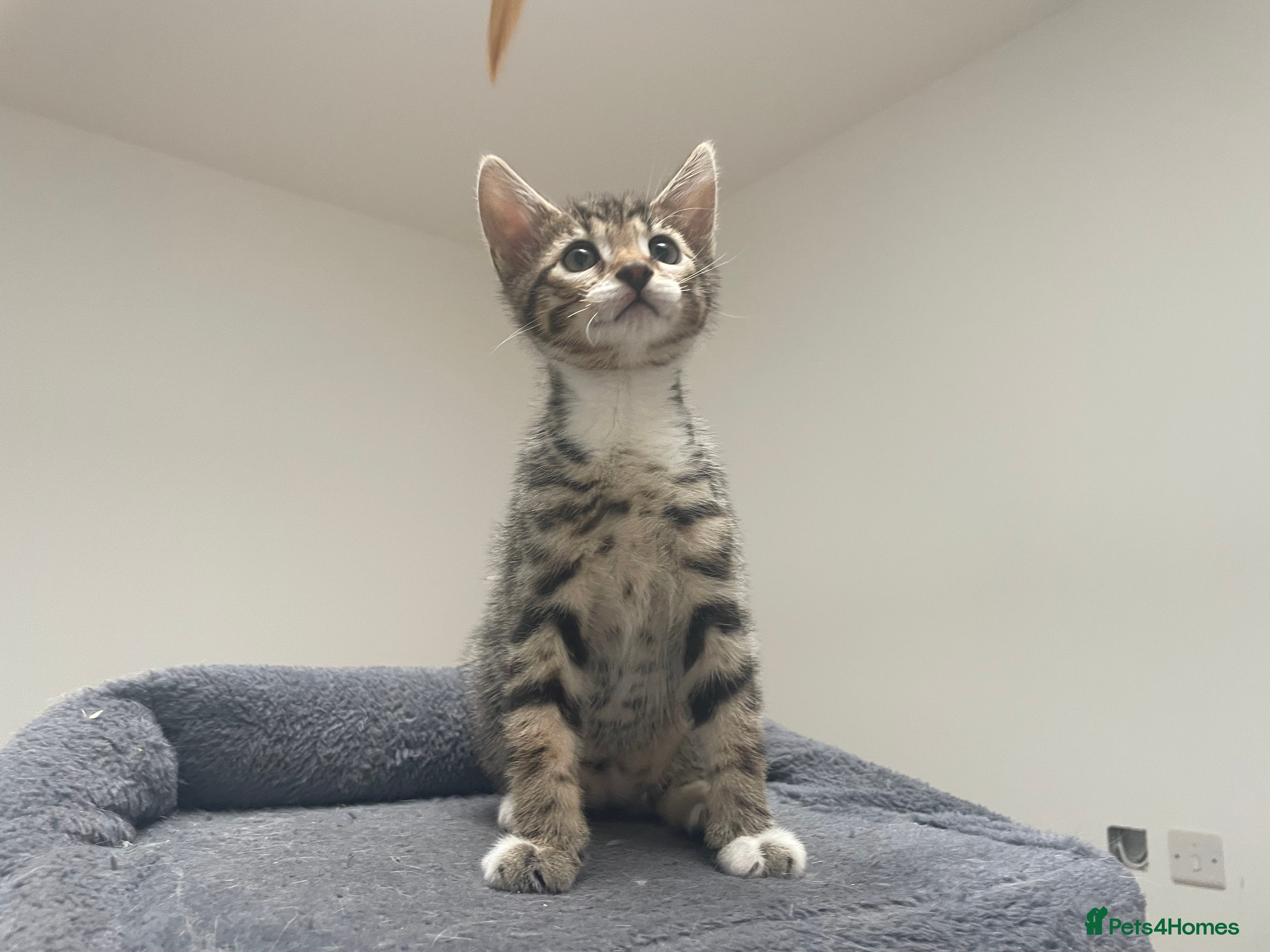Bengal cats for sale: Bengal X Kittens - Advert 3