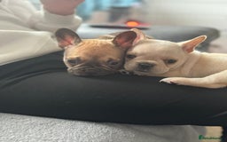 French Bulldog dogs for sale: Gorgeous French bulldog puppies Just 1 girl left!  - Advert 15