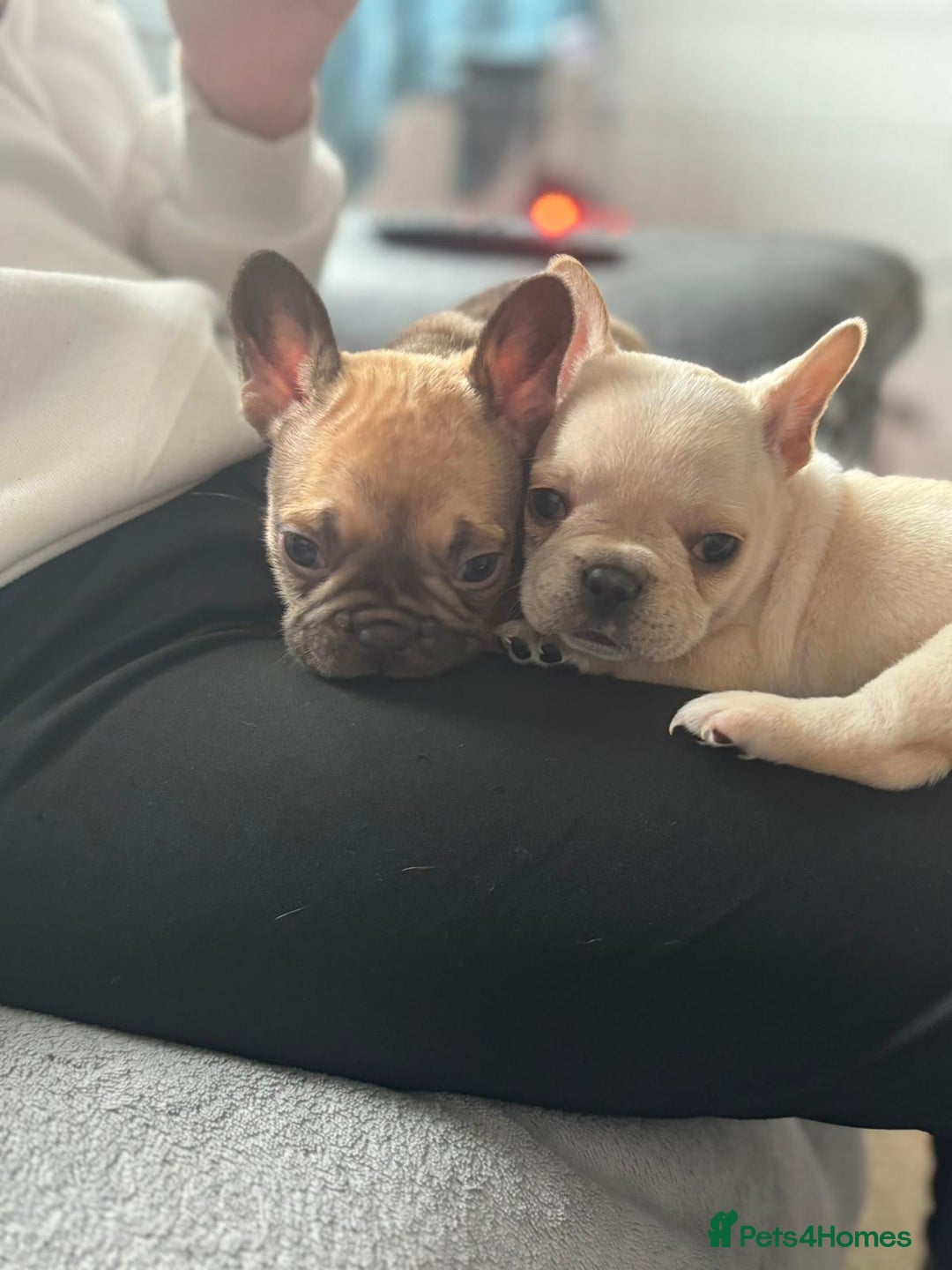 French Bulldog dogs for sale: Gorgeous French bulldog puppies Just 1 girl left!  - Advert 15
