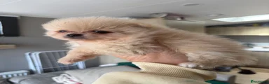 Pomeranian 1
