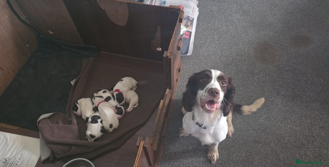 English Springer Spaniel dogs for sale: English springer spaniel  - Advert 3