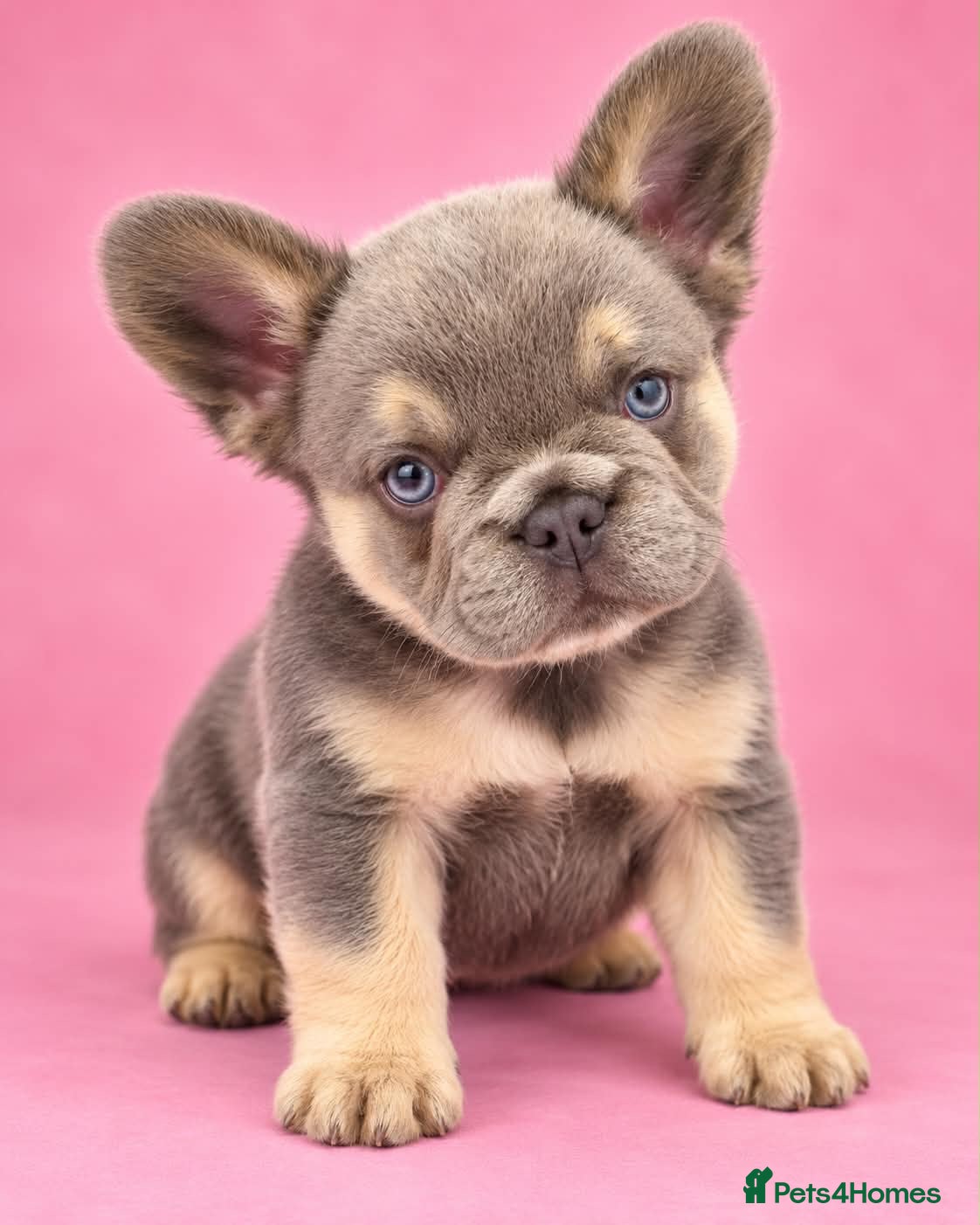 French Bulldog dogs Visual Full Fluffy Frenchie girls  - Advert 1