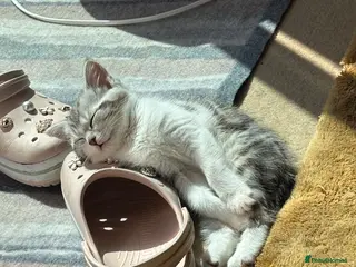 Mixed Breed cats Kittens looking for a new loving home - Advert 3