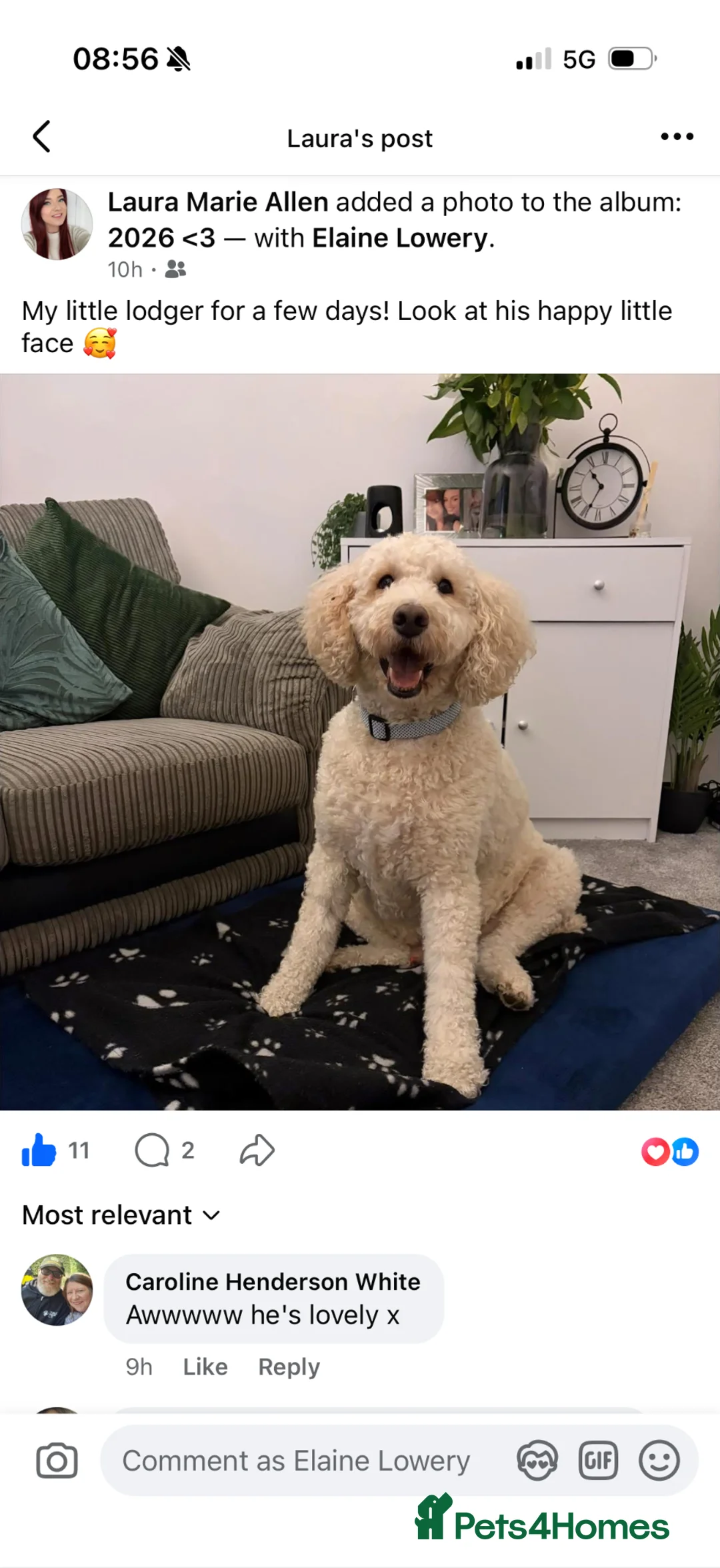 Mixed Breed dogs for sale: Labradoodle/Golden Doodle - Advert 3