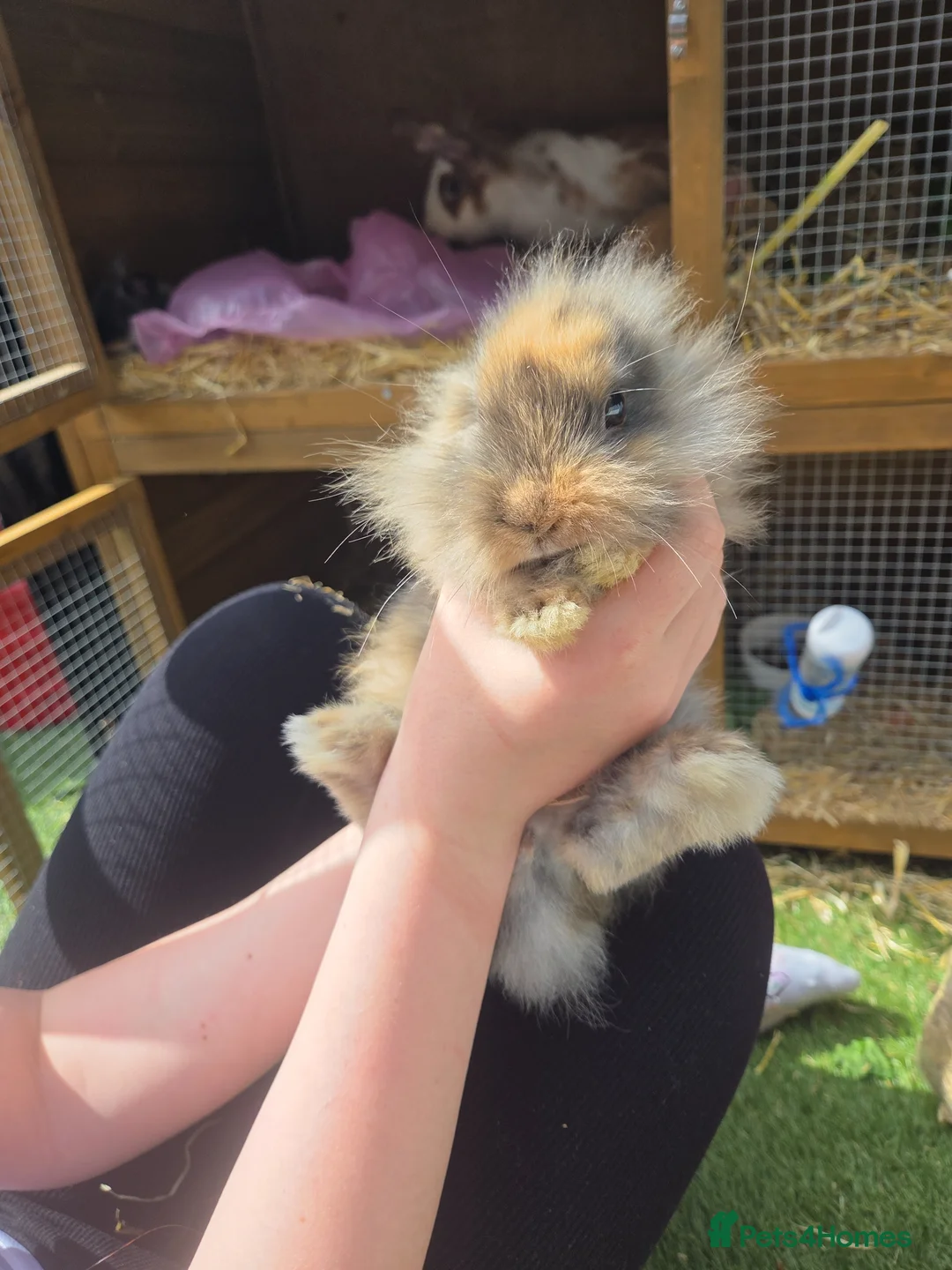 Mixed Breed rabbits for sale: Baby rabbits lion head mixed with mini lop - Advert 2