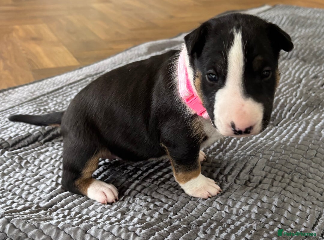 English Bull Terrier dogs for sale: Beautiful English bull terrier  - Image 17