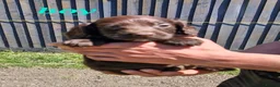 Cockapoo dogs for sale: 6 Beautiful little cockapoo pups ready to leavenow in Market Rasen - Advert 4