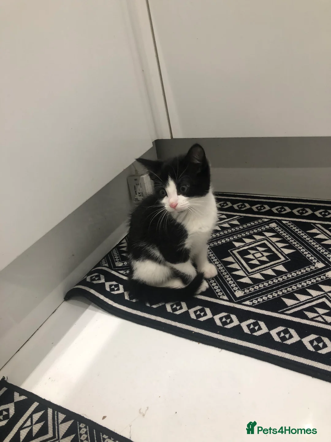 Mixed Breed cats for sale: 3 Lovely Kittens Ready Now  - Advert 6