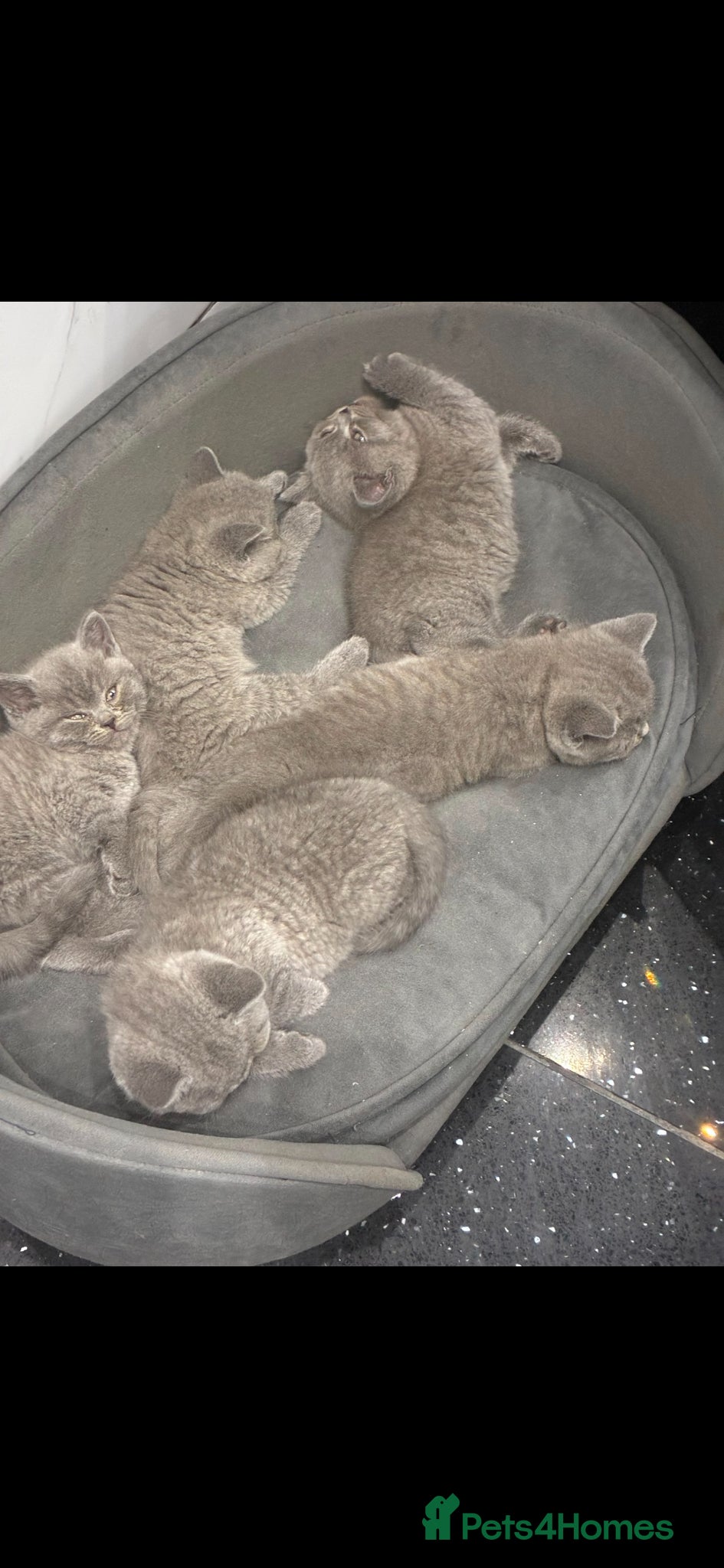 British Shorthair cats Full Pedigree Championship British Shorthairs!!!!! - Advert 11