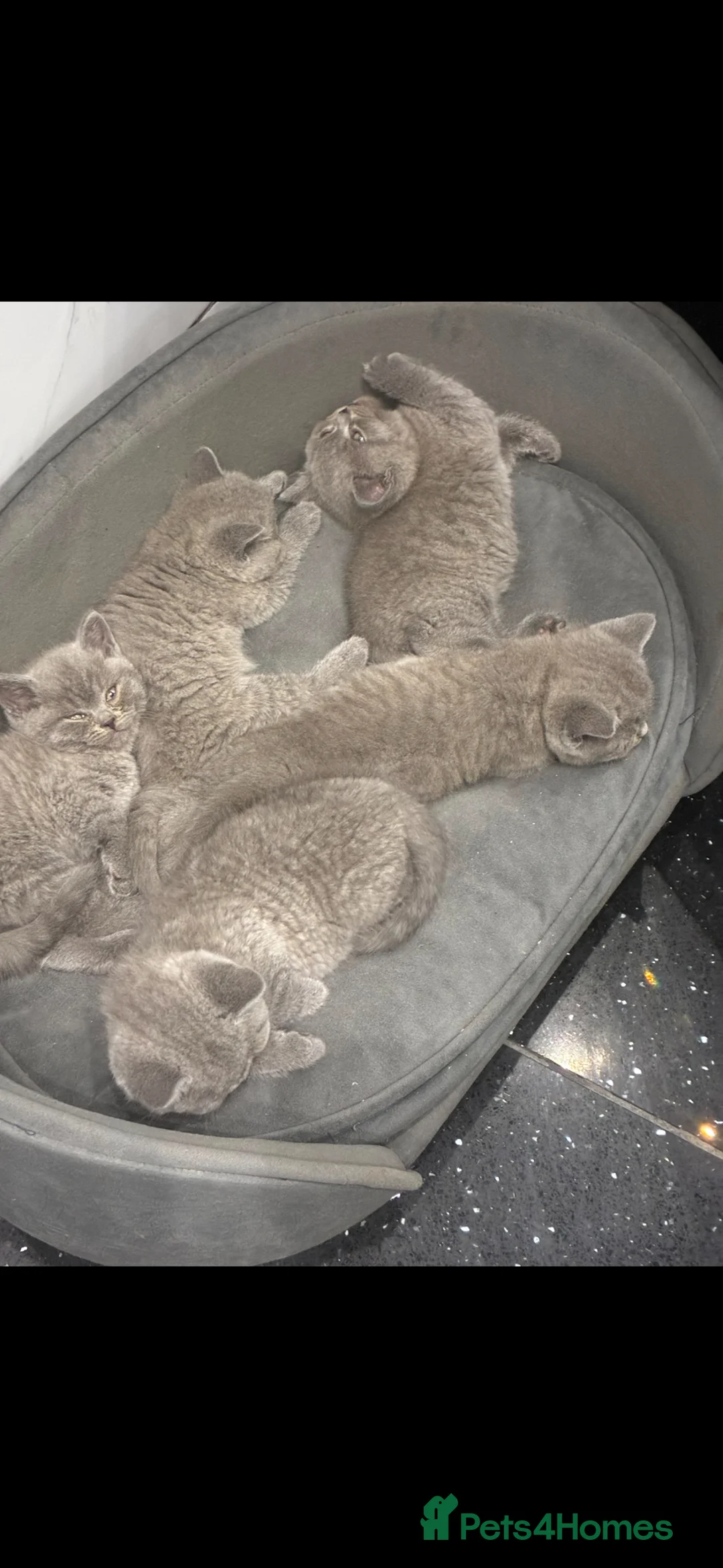 British Shorthair cats for sale: Full Pedigree Championship British Shorthairs!!!!! - Advert 1